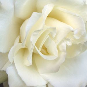 Meet your Posher, Theresa